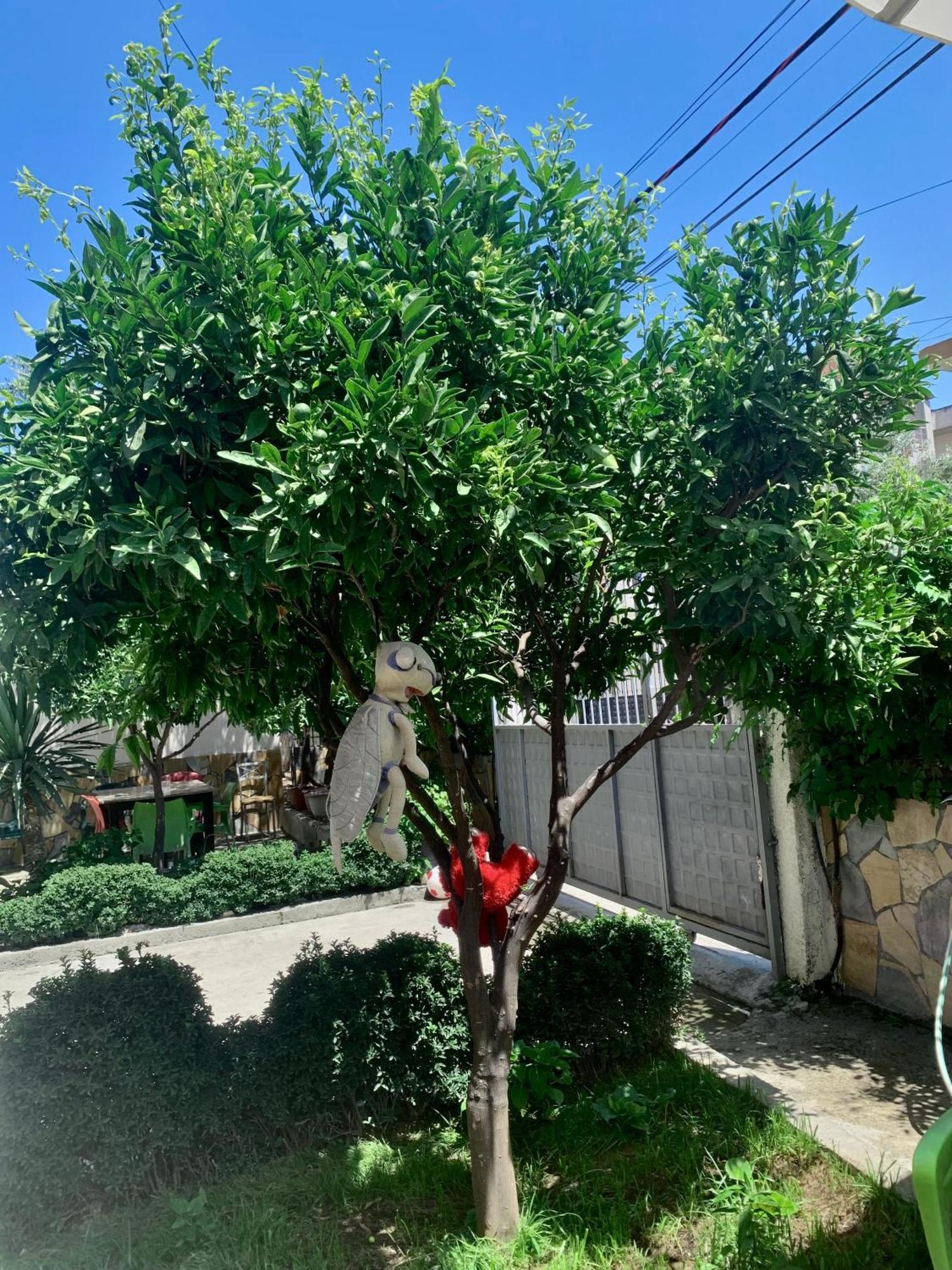 דורס Serenade Beach מראה חיצוני תמונה